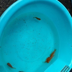 金魚1匹10円
の画像