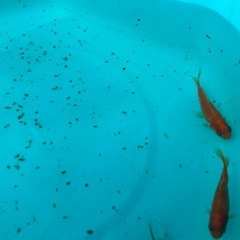 金魚1匹10円
の画像