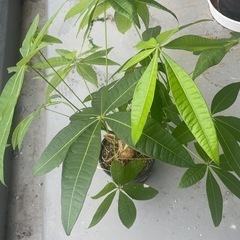 観葉植物　
パキラ　実生苗の画像