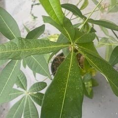 観葉植物　
パキラ　実生苗の画像