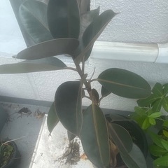 ゴムの木　2本　観葉植物　の画像