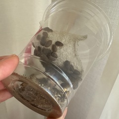 爬虫類　エサ　デュビア　SSSの画像