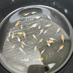 三色ラメ　ダルマめだか　10匹＋αの画像