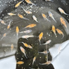 三色ラメ　ダルマめだか　10匹＋αの画像