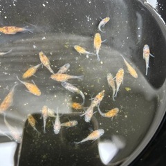 三色ラメ　ダルマめだか　10匹＋αの画像