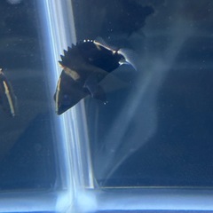 （お話し中）ダトニオプラスワンの画像