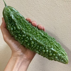 無農薬　ゴーヤ　5本の画像