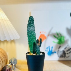 可愛いウチワサボテン♪お世話も簡単！インテリアグリーンとしておすすめ！観葉植物の画像