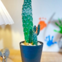 可愛いウチワサボテン♪お世話も簡単！インテリアグリーンとしておすすめ！観葉植物の画像
