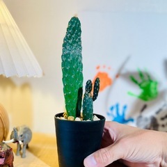 可愛いウチワサボテン♪お世話も簡単！インテリアグリーンとしておすすめ！観葉植物の画像