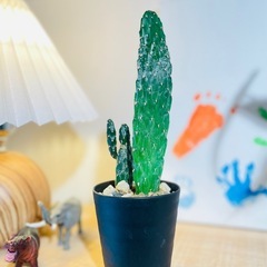 可愛いウチワサボテン♪お世話も簡単！インテリアグリーンとしておすすめ！観葉植物の画像