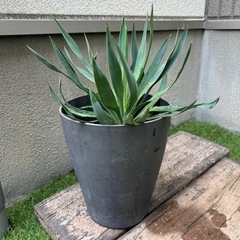 リュウゼツランの画像
