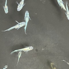 幹之メダカ若魚20匹の画像