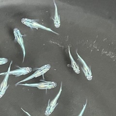 幹之メダカ若魚20匹の画像