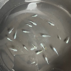 幹之メダカ若魚20匹の画像