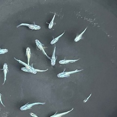 幹之メダカ若魚20匹の画像