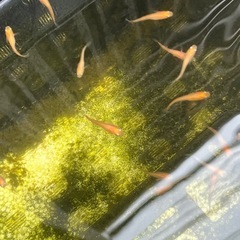 紅帝楊貴妃メダカ若魚20匹の画像