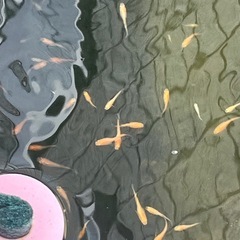 紅帝楊貴妃メダカ若魚20匹の画像