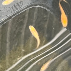 紅帝楊貴妃メダカ若魚20匹の画像