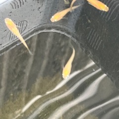 紅帝楊貴妃メダカ若魚20匹の画像