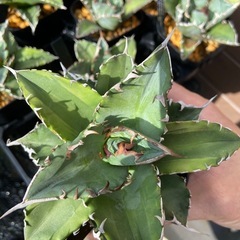 Agave titanota 'Solar Eclipse' ｱｶﾞﾍﾞ･ﾁﾀﾉﾀ “夕映”の画像