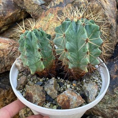 王冠竜の画像