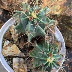 王冠竜の画像