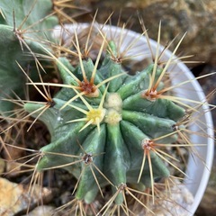 王冠竜の画像