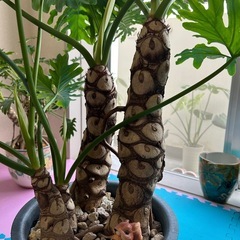 セロームの画像