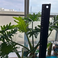 セロームの画像