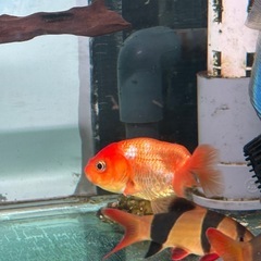 熱帯魚 らんちゅうの画像