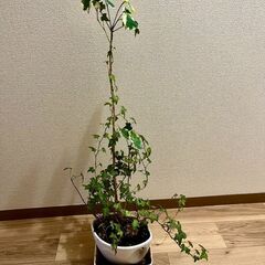 ミニ観葉植物の画像