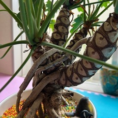 クッカバラ　観葉植物の画像