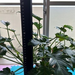 クッカバラ　観葉植物の画像