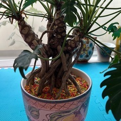クッカバラ　観葉植物の画像