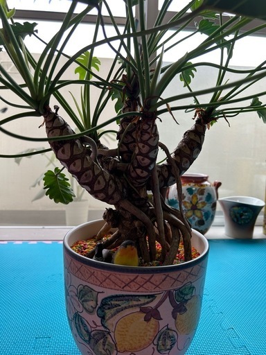 クッカバラ　観葉植物