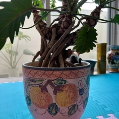 クッカバラ　観葉植物の画像