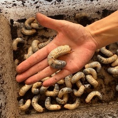 カブトムシ幼虫の画像