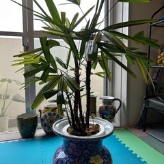 観音竹　
観葉植物　の画像