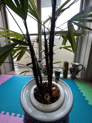観音竹　
観葉植物　