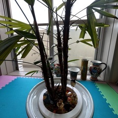 観音竹　
観葉植物　の画像