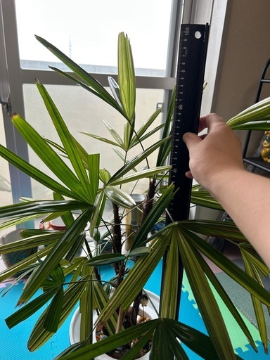 観音竹　
観葉植物　
