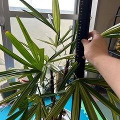 観音竹　
観葉植物　の画像