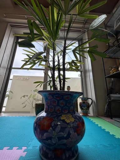 観音竹　
観葉植物