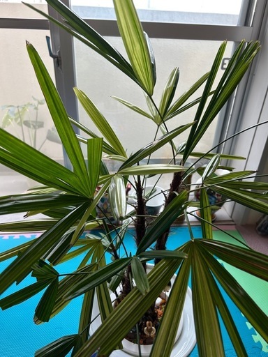 観音竹　
観葉植物　