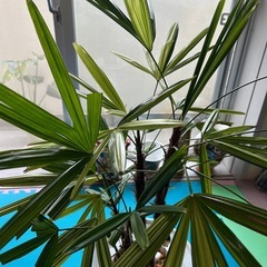 観音竹　
観葉植物　の画像