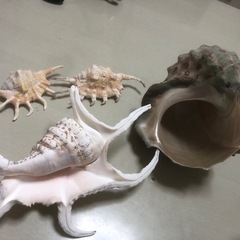 貝・貝・貝ガラの画像