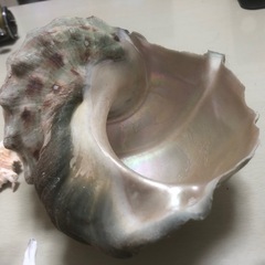 貝・貝・貝ガラの画像