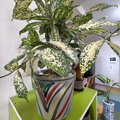 観葉植物の画像
