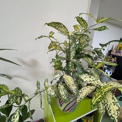 観葉植物の画像